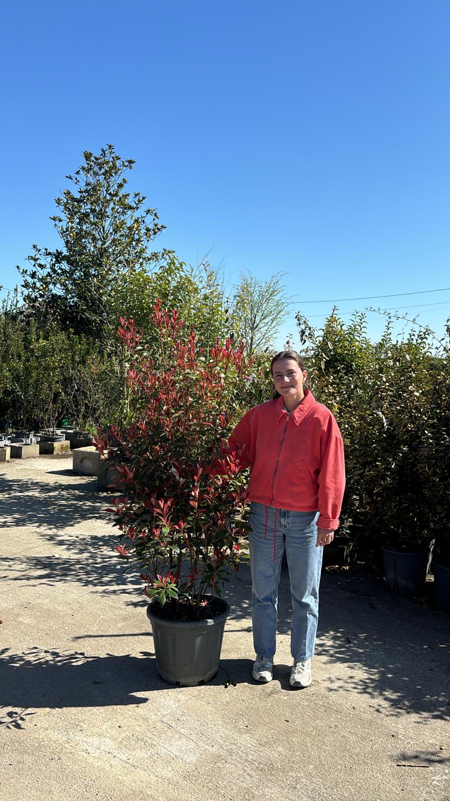 Photinia Red Robin en touffe - Image 24