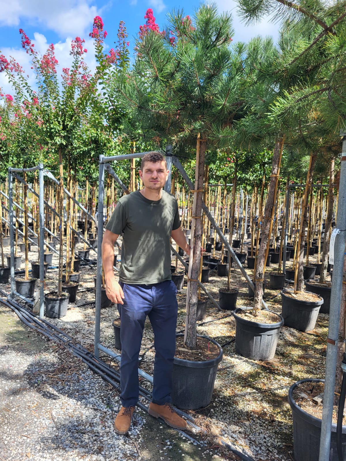 Photinia Red Robin en touffe - Image 25