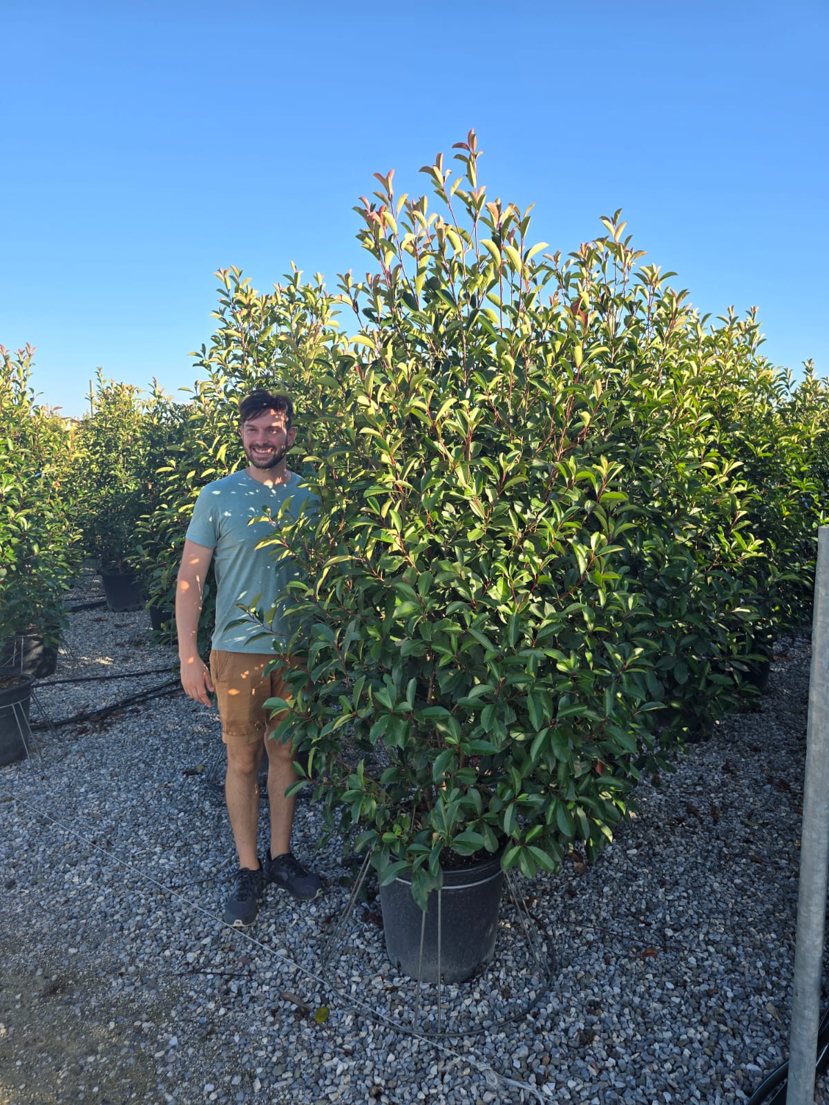 Photinia Red Robin en touffe - Image 27