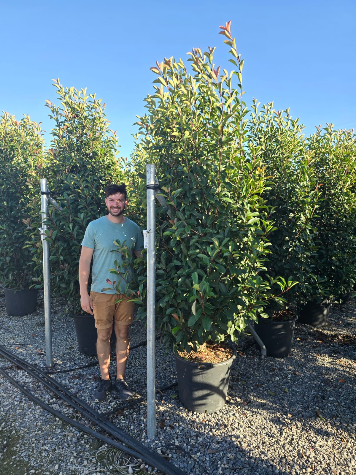 Photinia Red Robin en touffe - Image 28