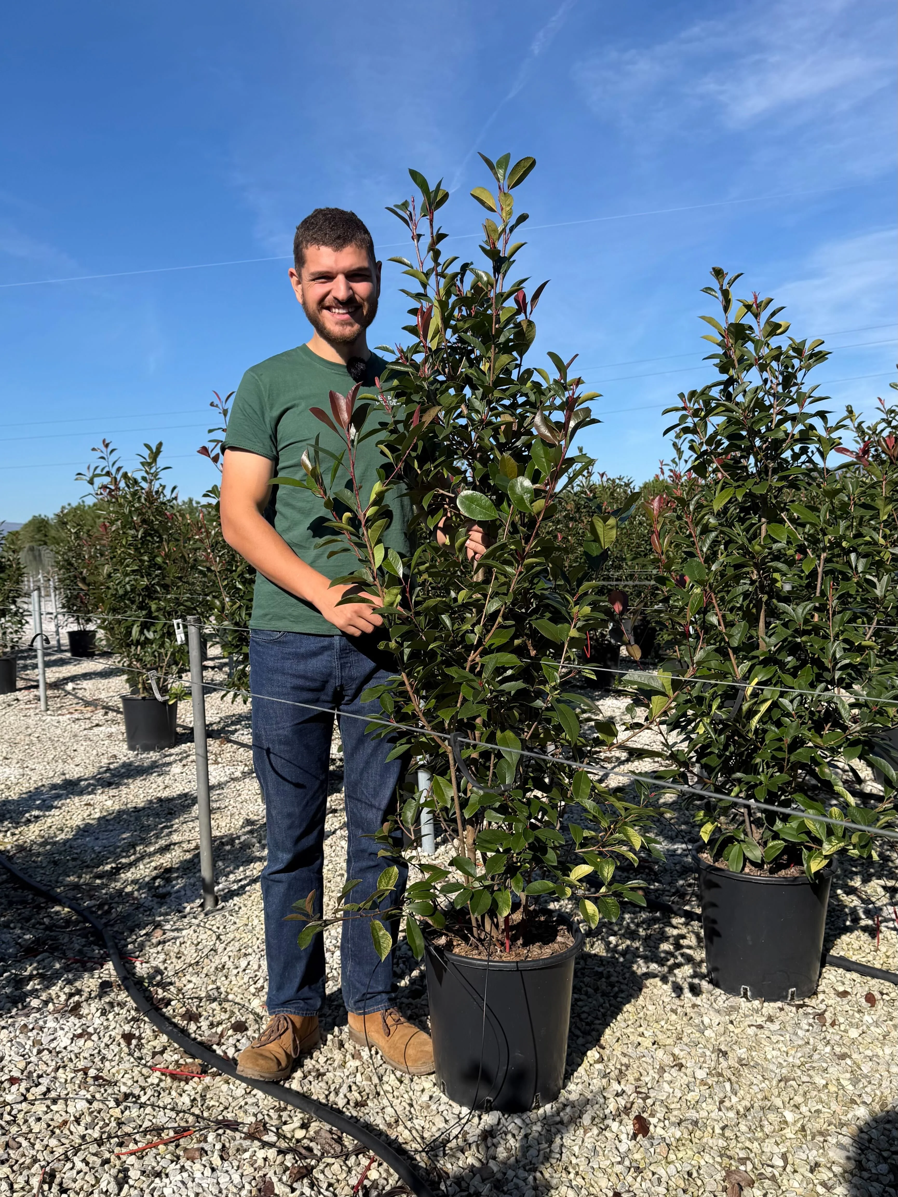 Photinia Red Robin en touffe - Image 29