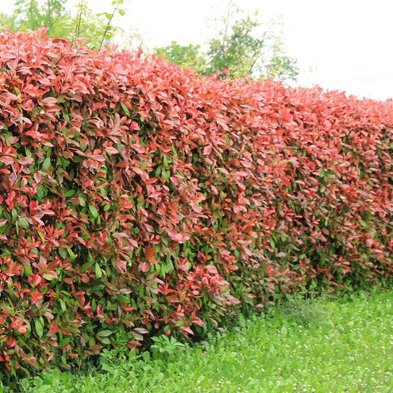 Photinia Red Robin en touffe - Image 3