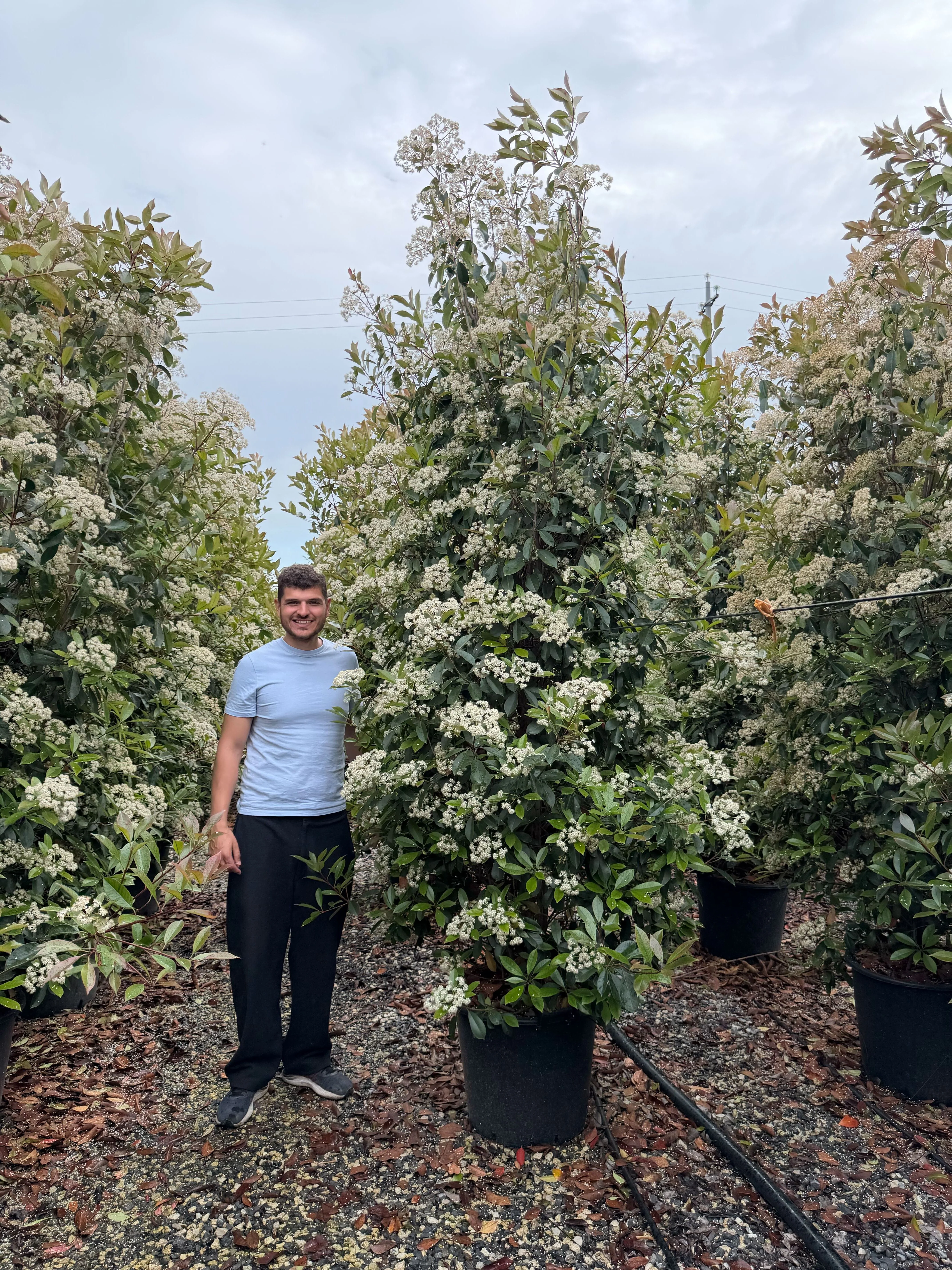 Photinia Red Robin en touffe - Image 30