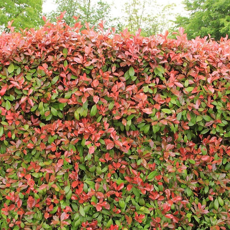 Photinia Red Robin en touffe - Image 4
