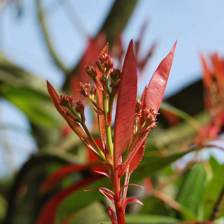 Photinia Red Robin en touffe - Image 5