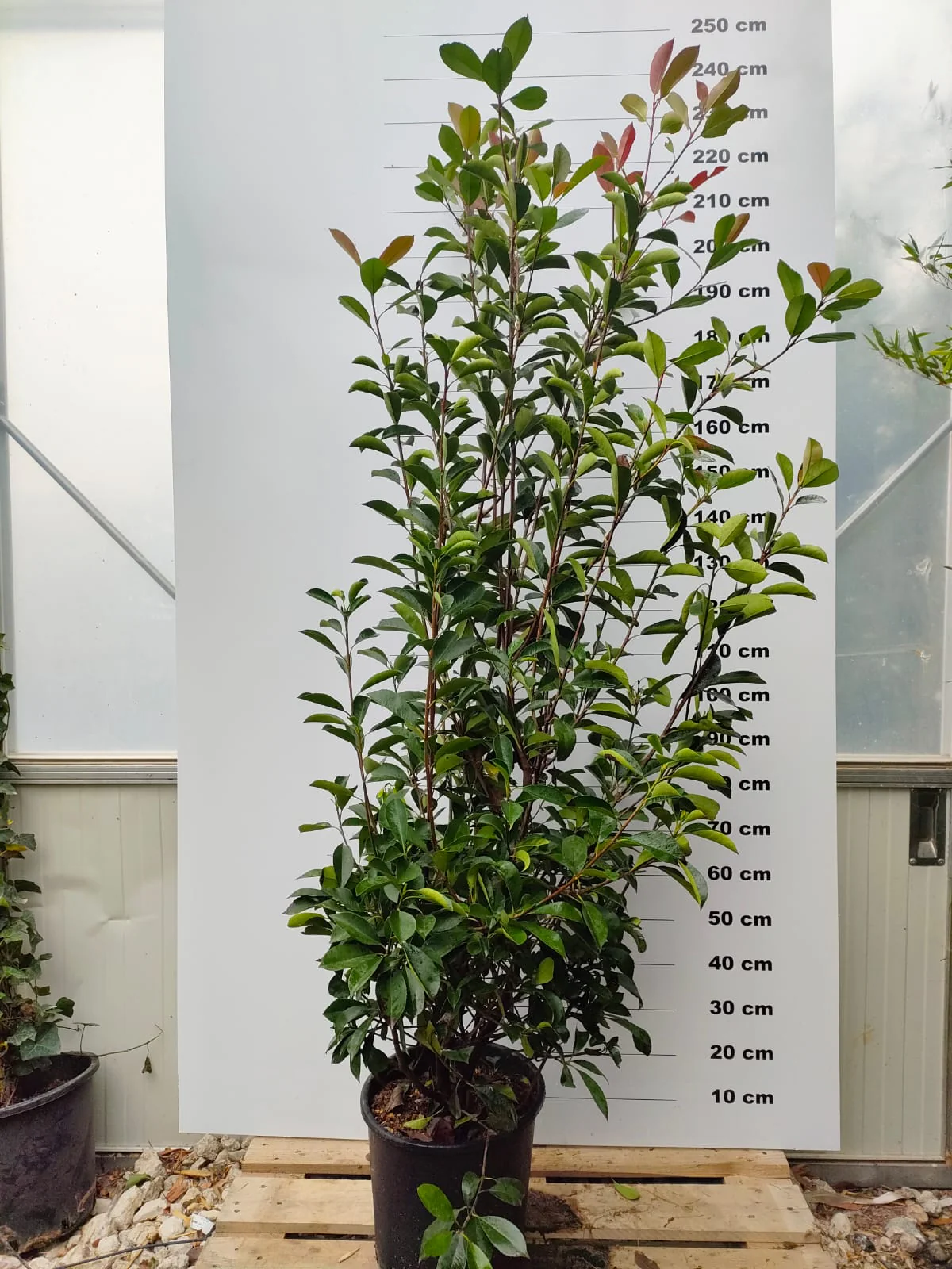 Photinia Red Robin en touffe - Image 6