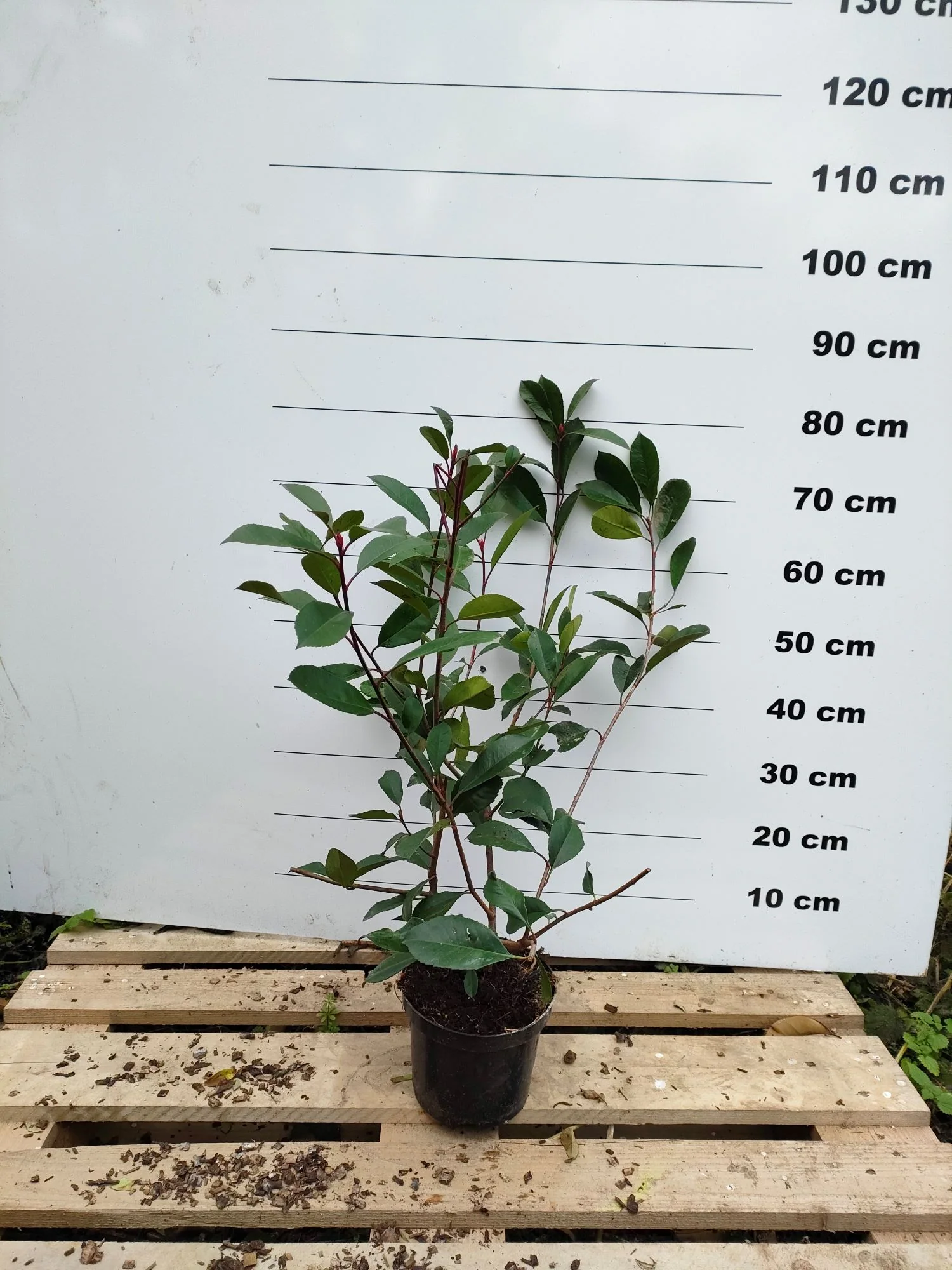 Photinia Red Robin en touffe - Image 7