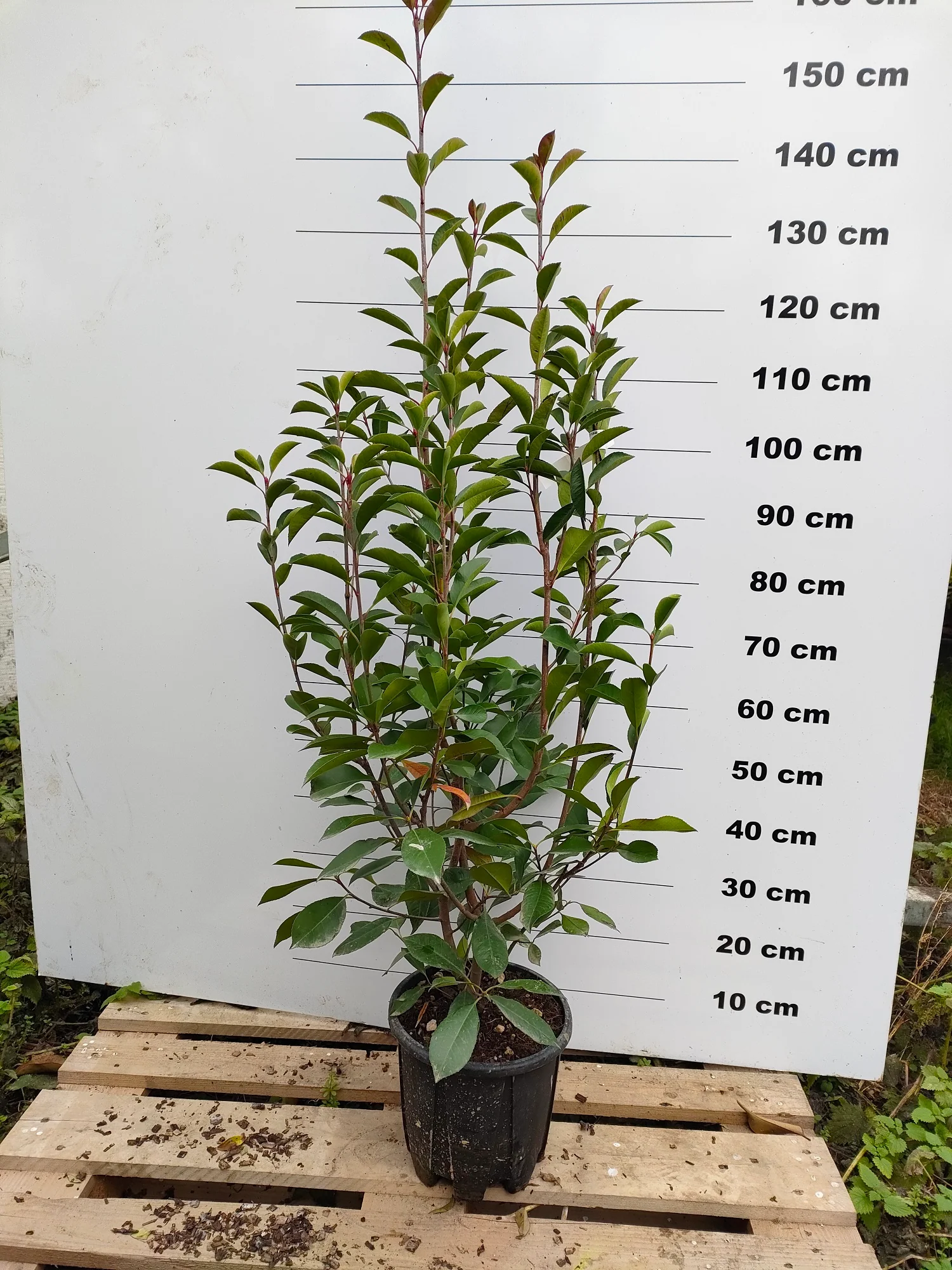 Photinia Red Robin en touffe - Image 8