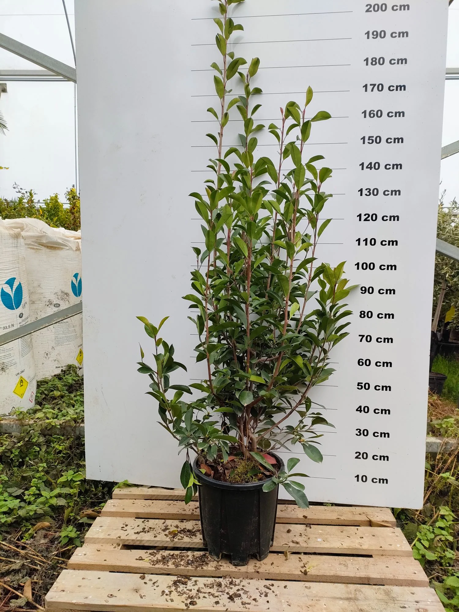 Photinia Red Robin en touffe - Image 9