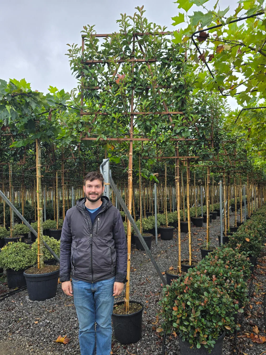 Photinia Red Robin en tige palissé - Image 5