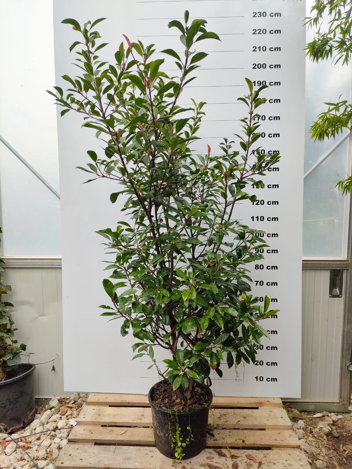 Photinia Fraseri Carré Rouge - Image 4
