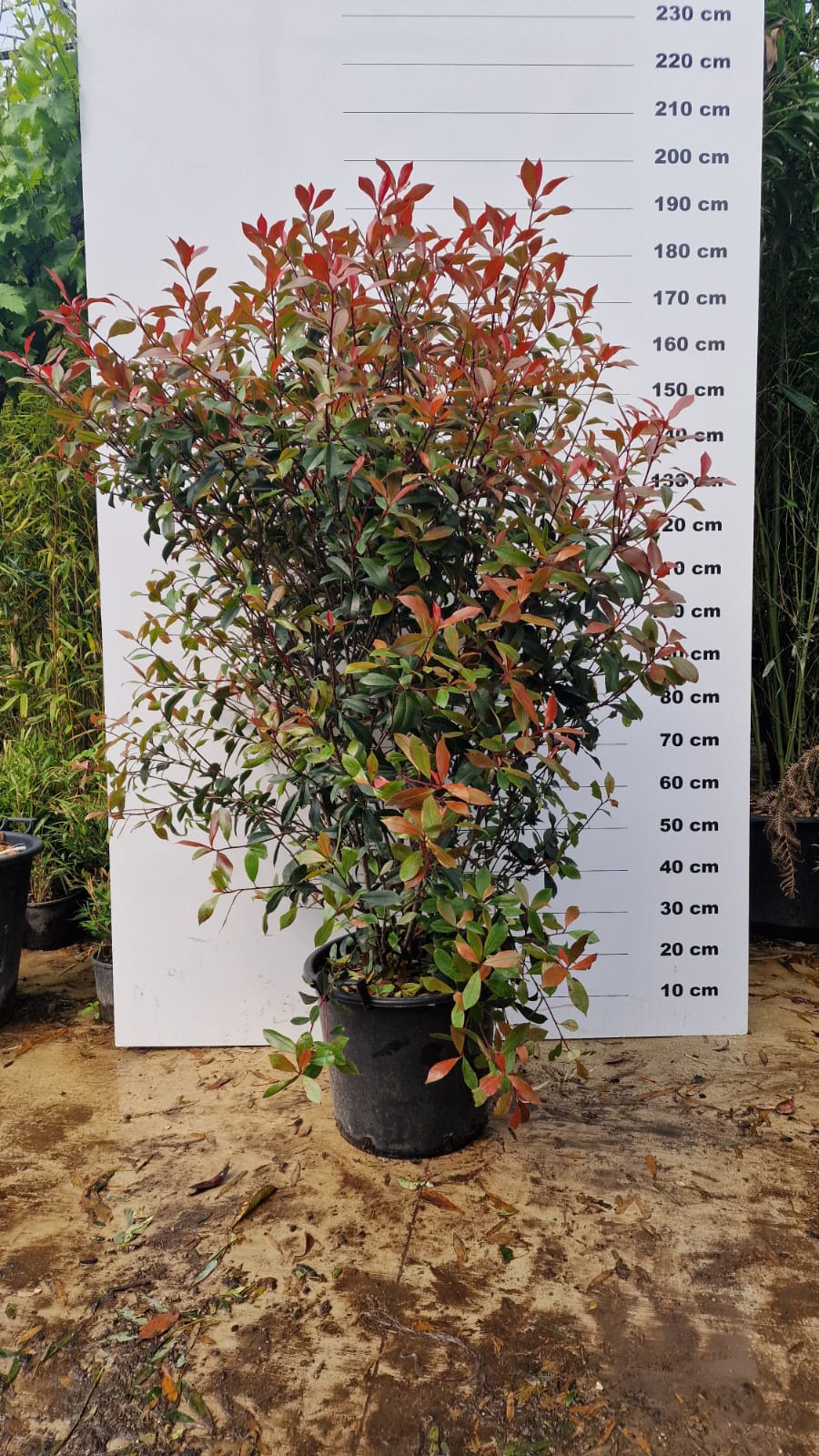 Photinia Fraseri Carré Rouge - Image 5
