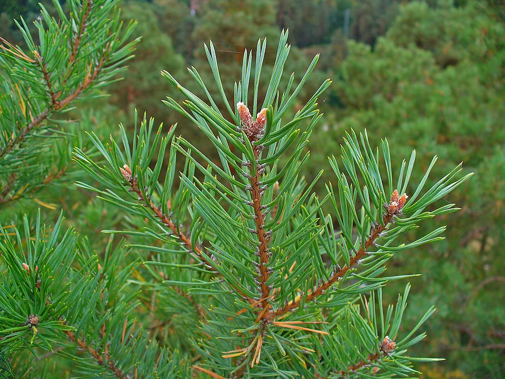 Pin sylvestre en pompoms - Image 2