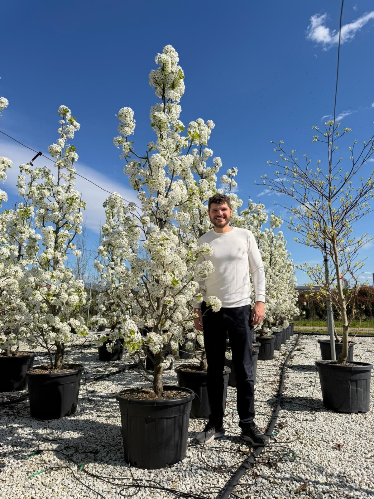 Poirier à fleurs en touffe - Image 3
