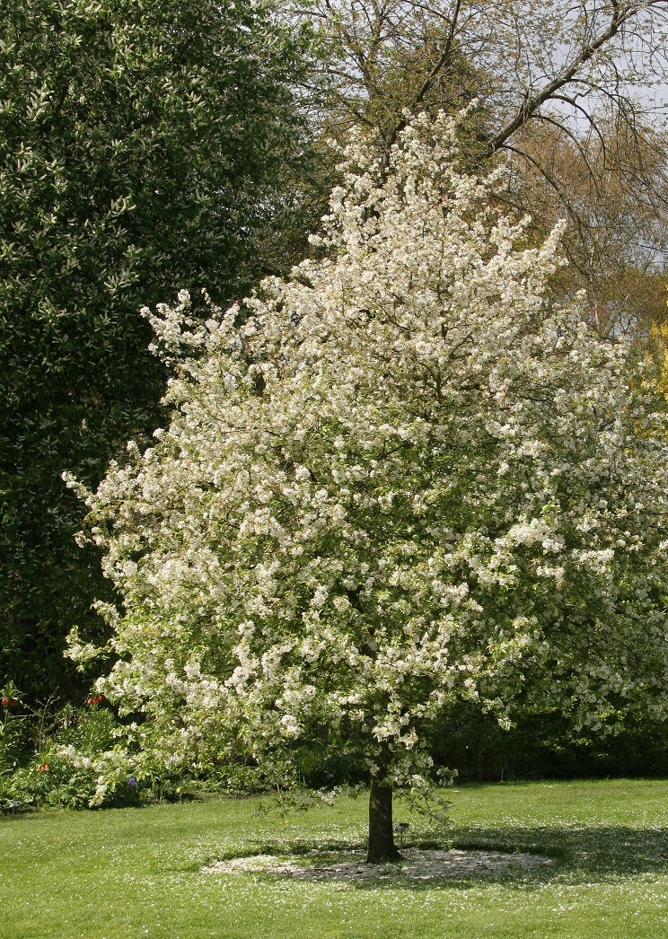 Pommier Evereste - Image 3