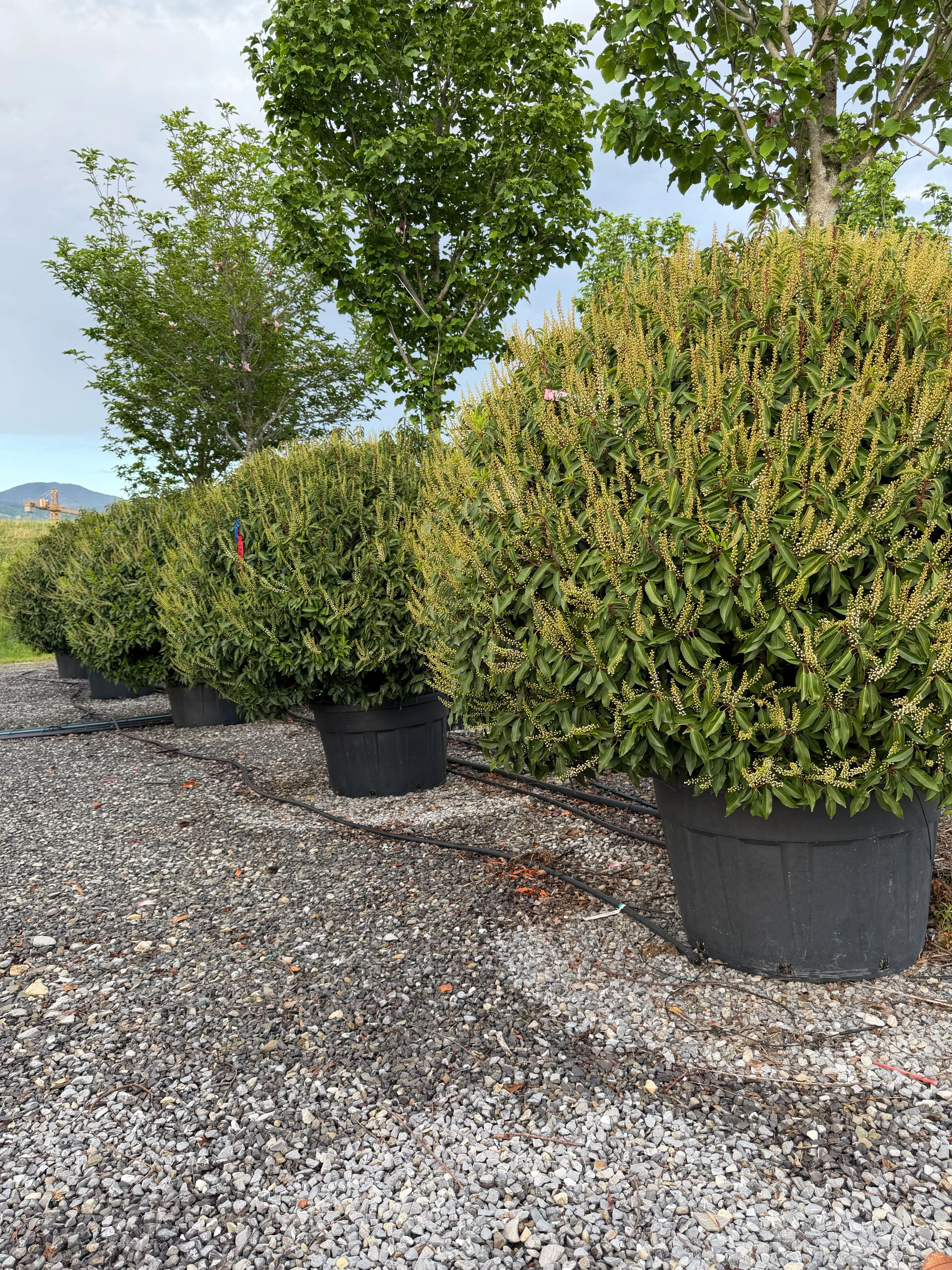 Prunus Lusitanica Angustifolia