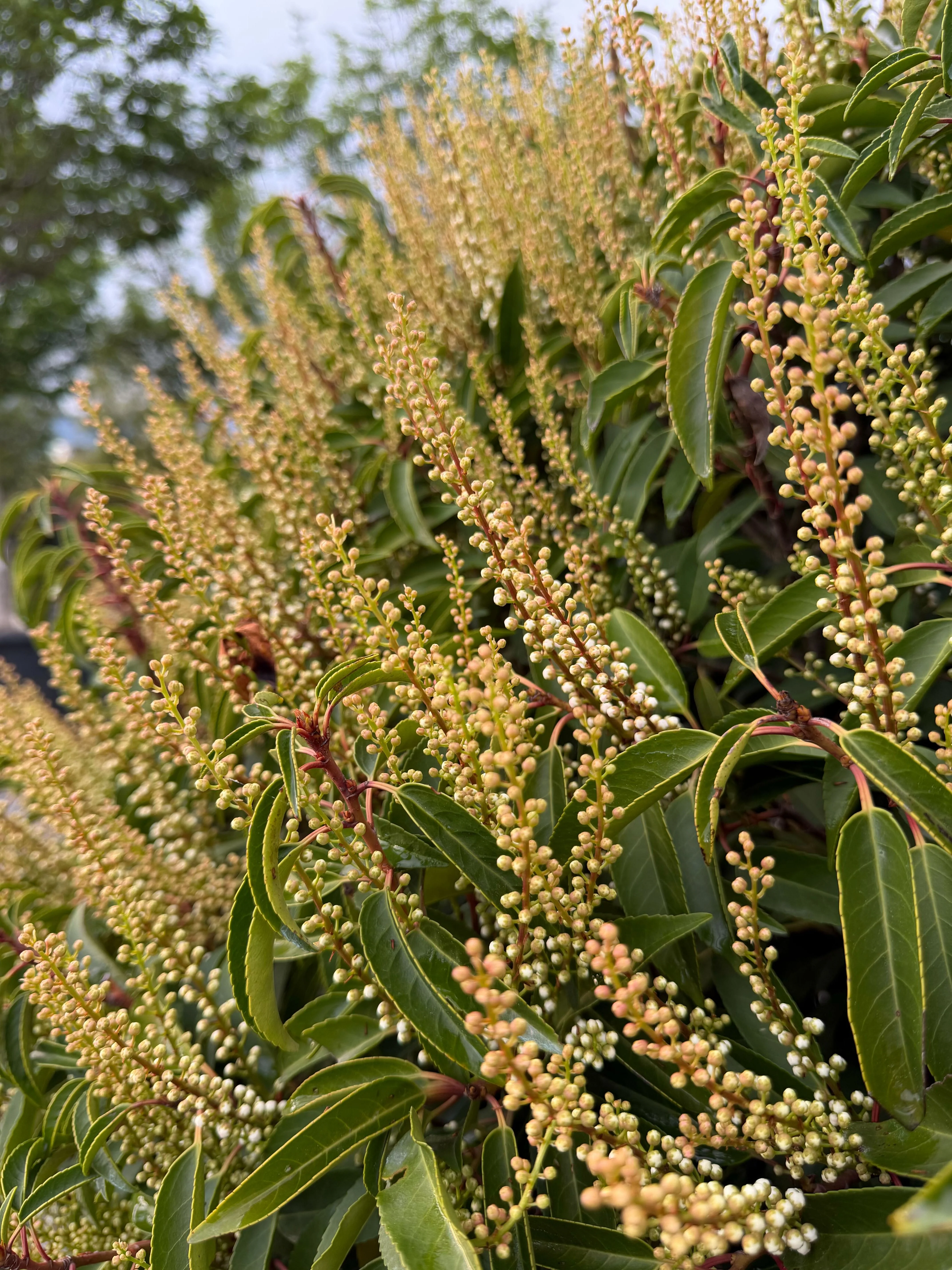 Prunus Lusitanica Angustifolia - Image 2