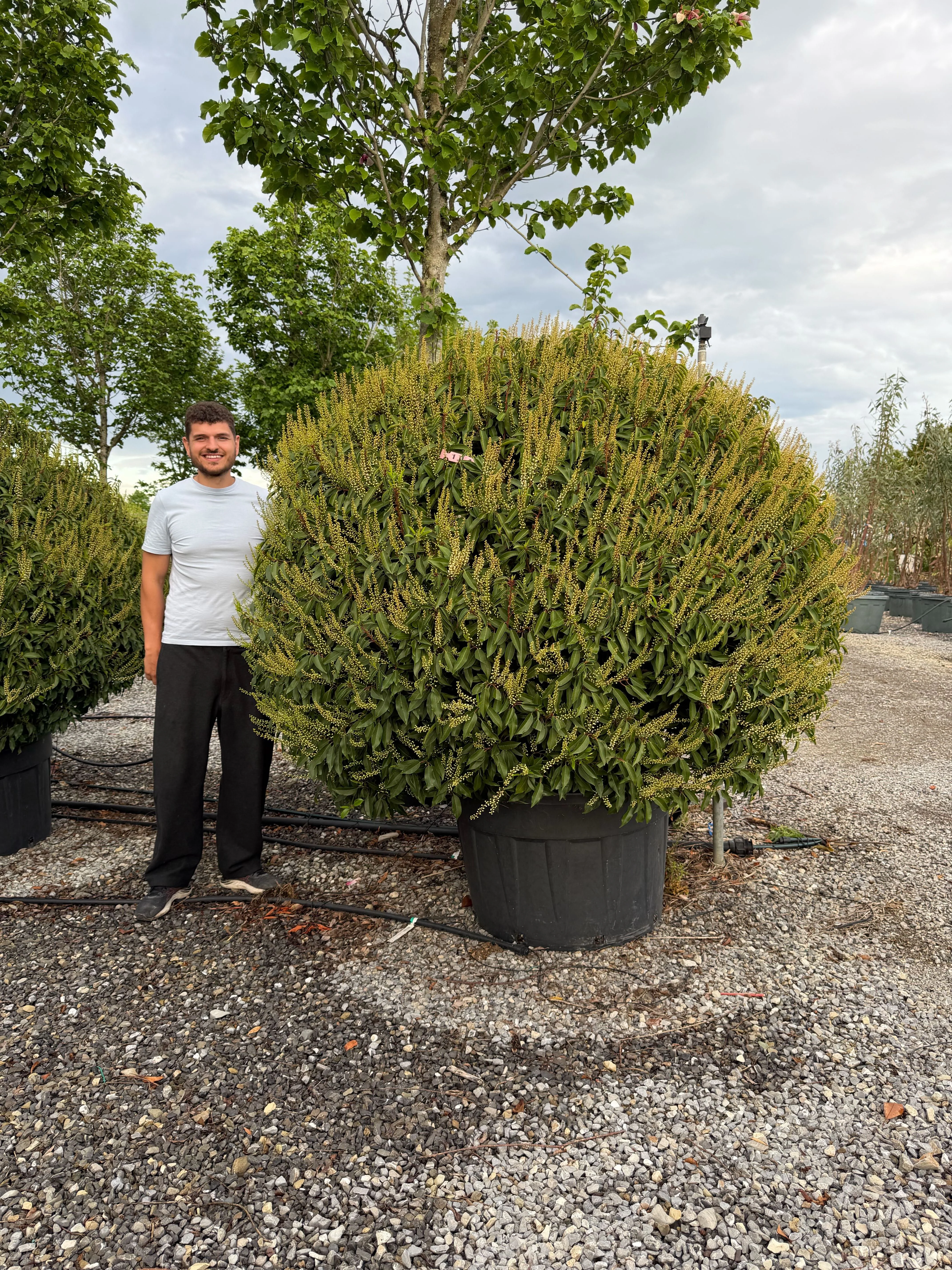 Prunus Lusitanica Angustifolia - Image 3