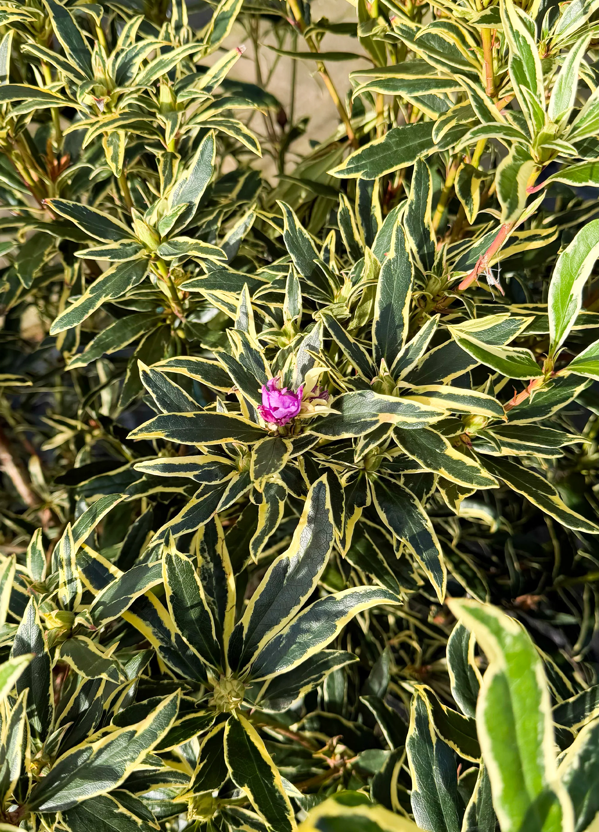 Miniature 2