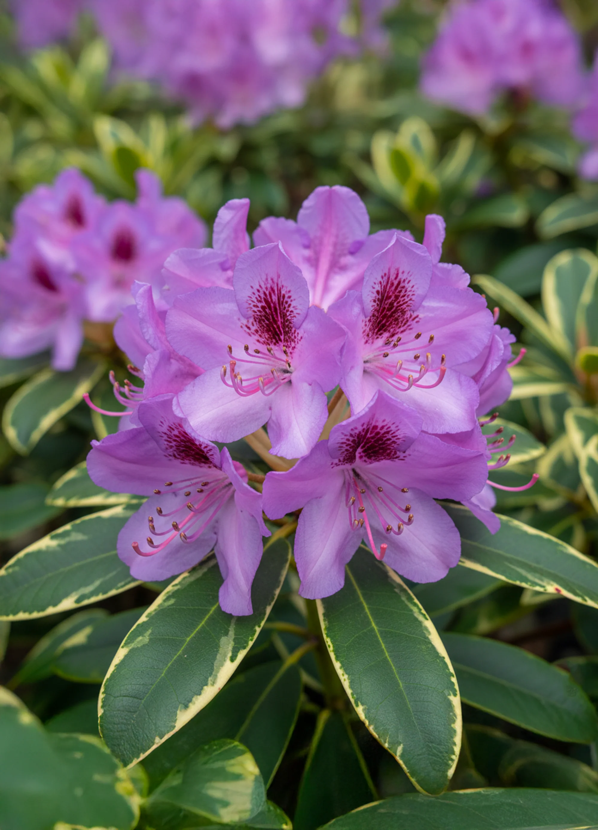 Rhododendron Panaché - Image 3