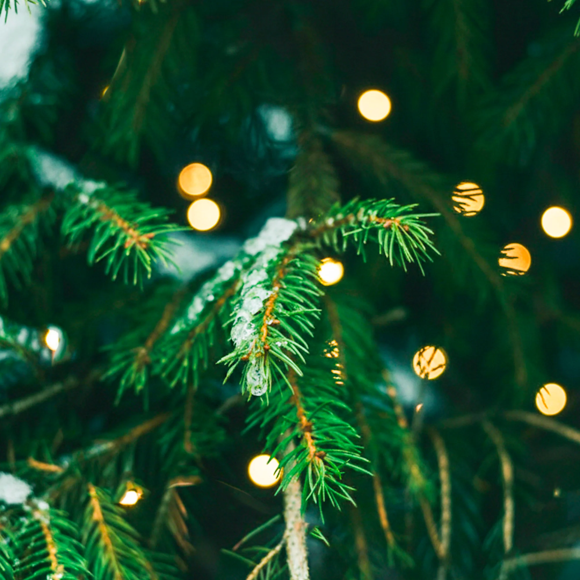 Sapin de Noël - à planter - Image 2
