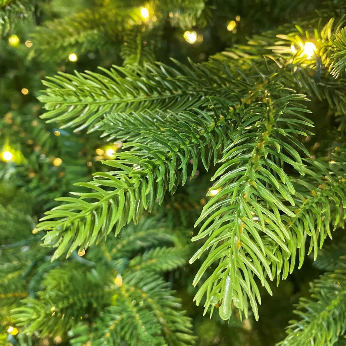 Sapin de Noël - à planter - Image 3