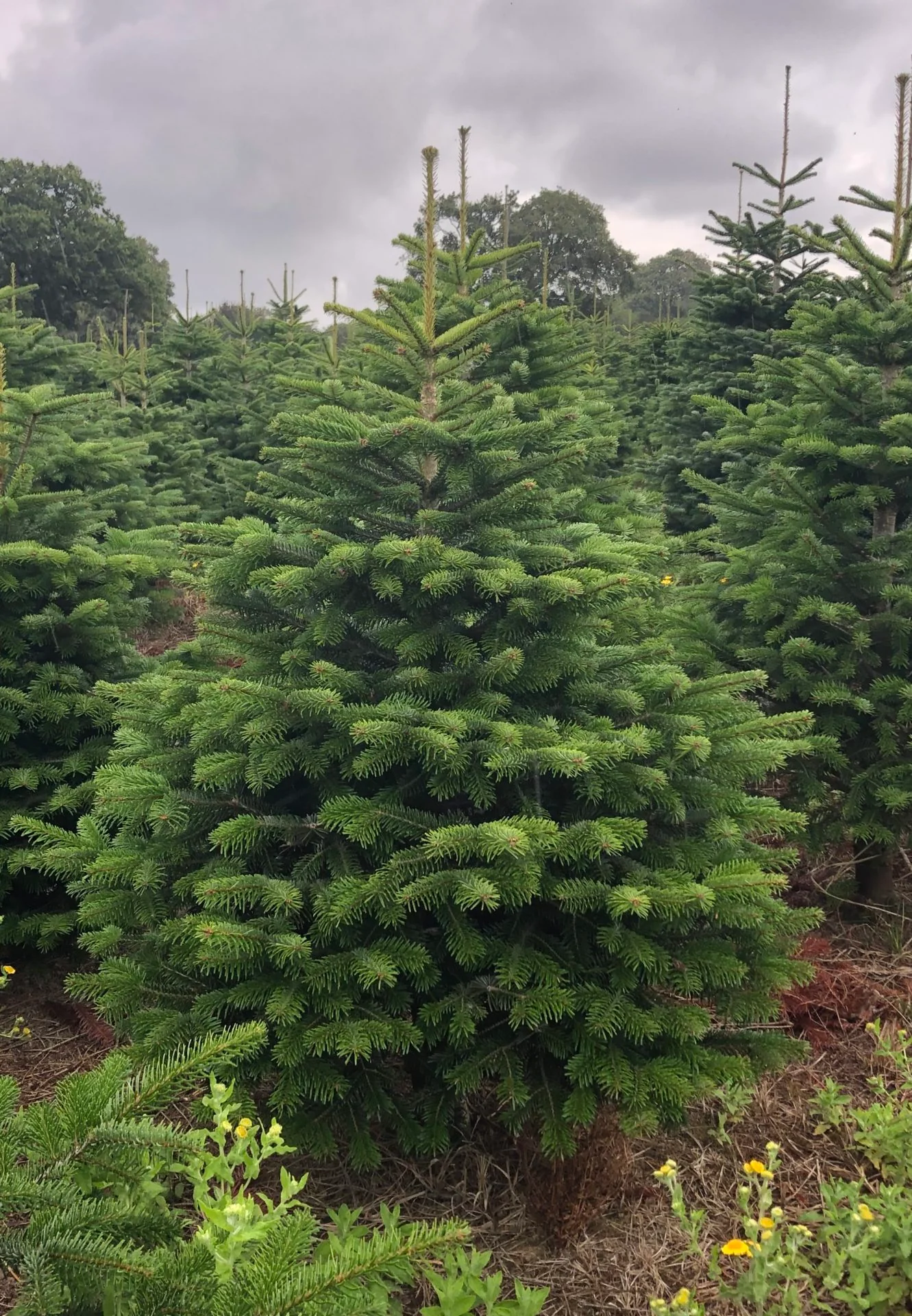 Sapin de Noël - à planter - Image 4