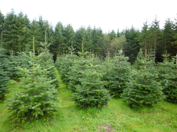 Sapin de Noël - à planter - Image 5
