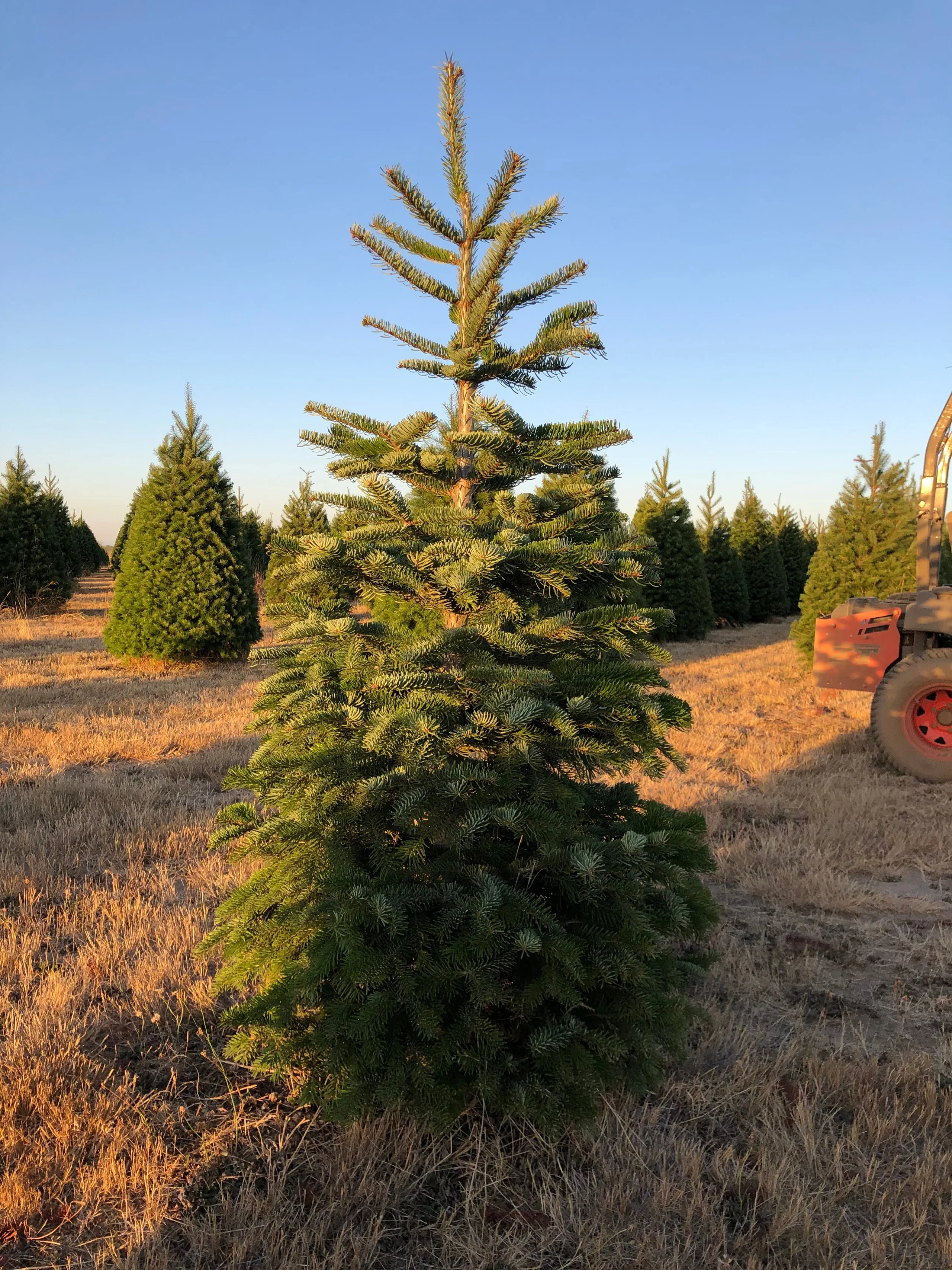 Sapin de Noël - à planter - Image 6