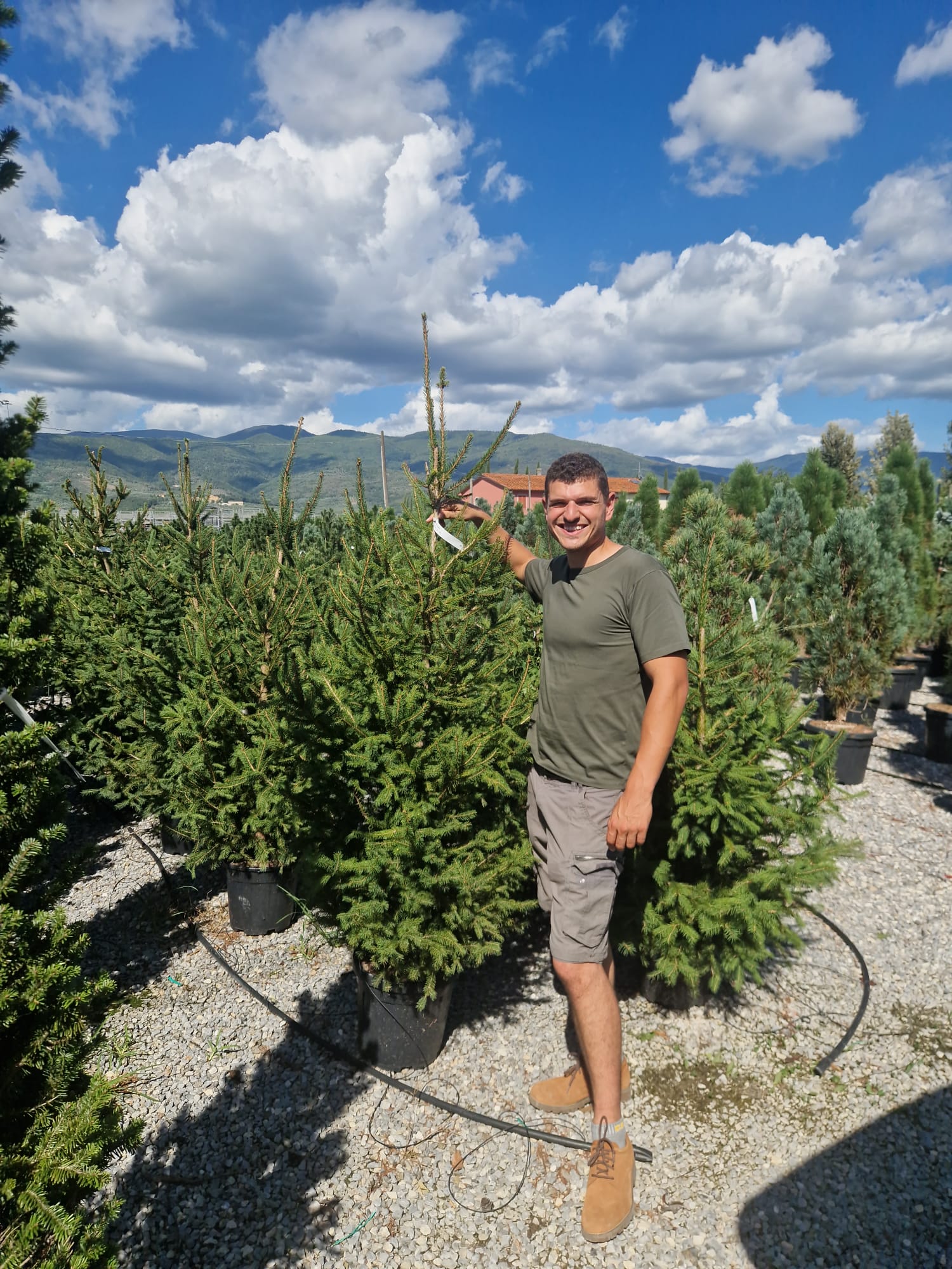 Sapin de Noël - à planter - Image 8
