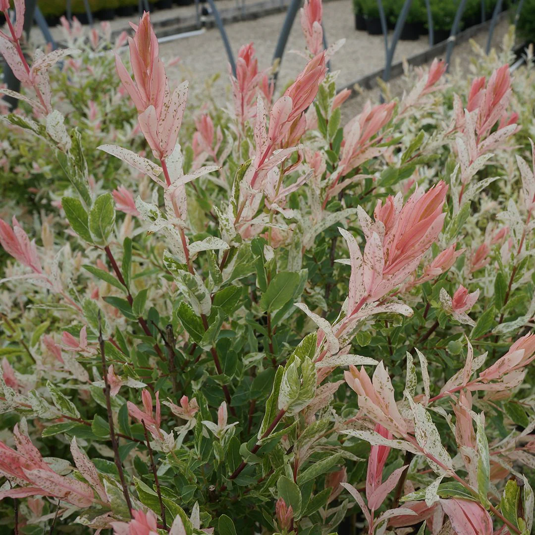 Saule Crevette en tronc torsadé - Image 2