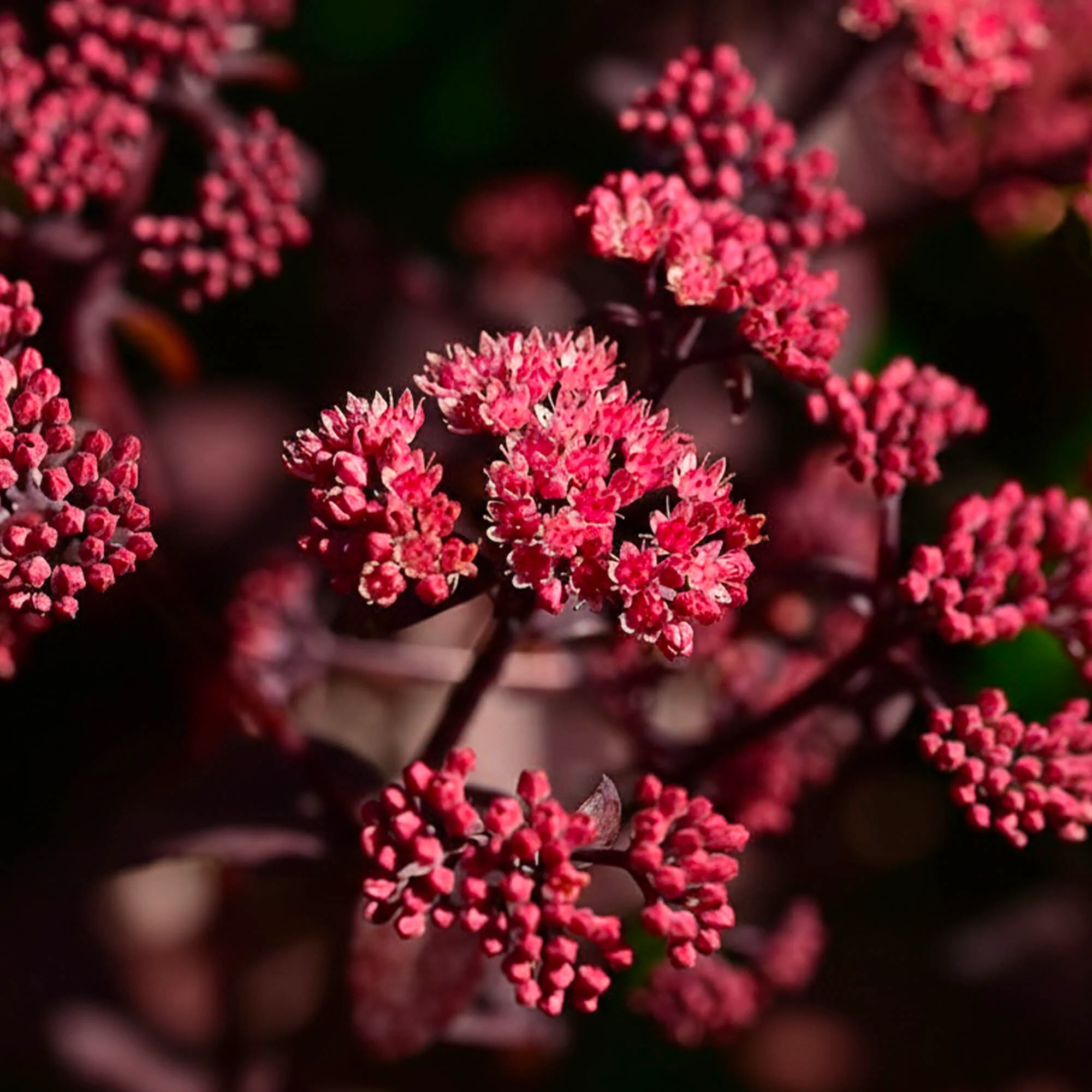Sedum Pourpre - Image 2