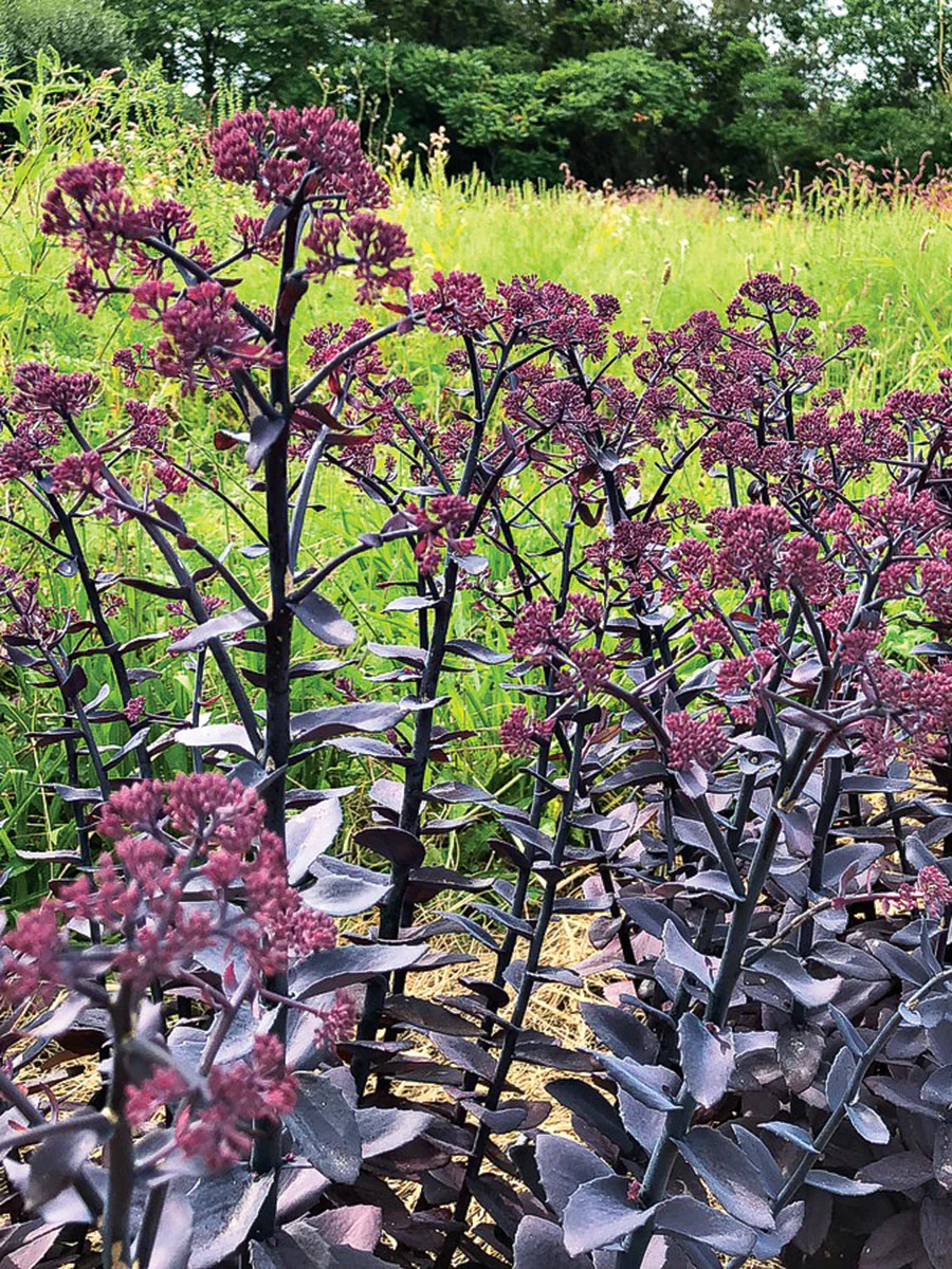 Sedum Pourpre - Image 3