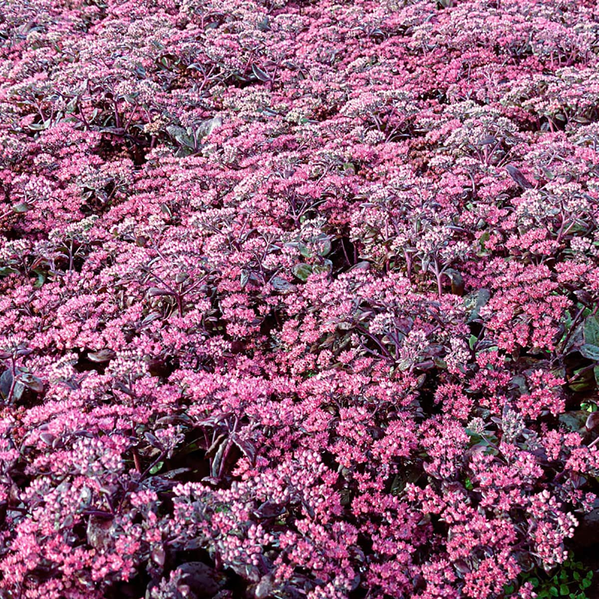 Sedum Pourpre - Image 5