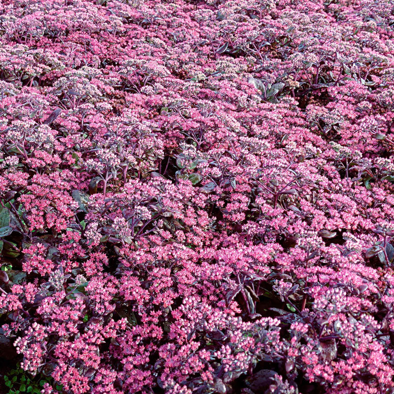 Sedum Pourpre - Image 6