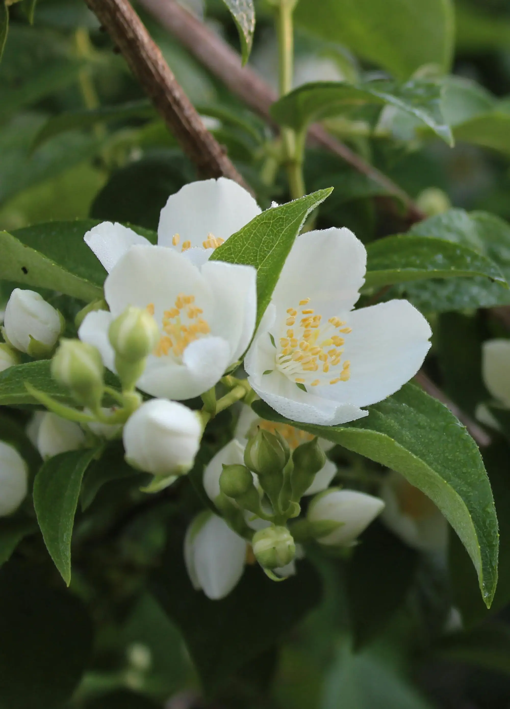 Jasmin des poètes (Seringat Virginalis) - Image 2