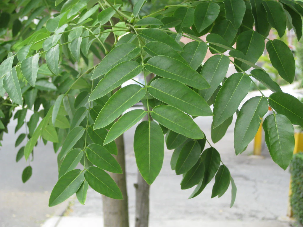 Sophora Pleureur en tronc torsadé - Image 2