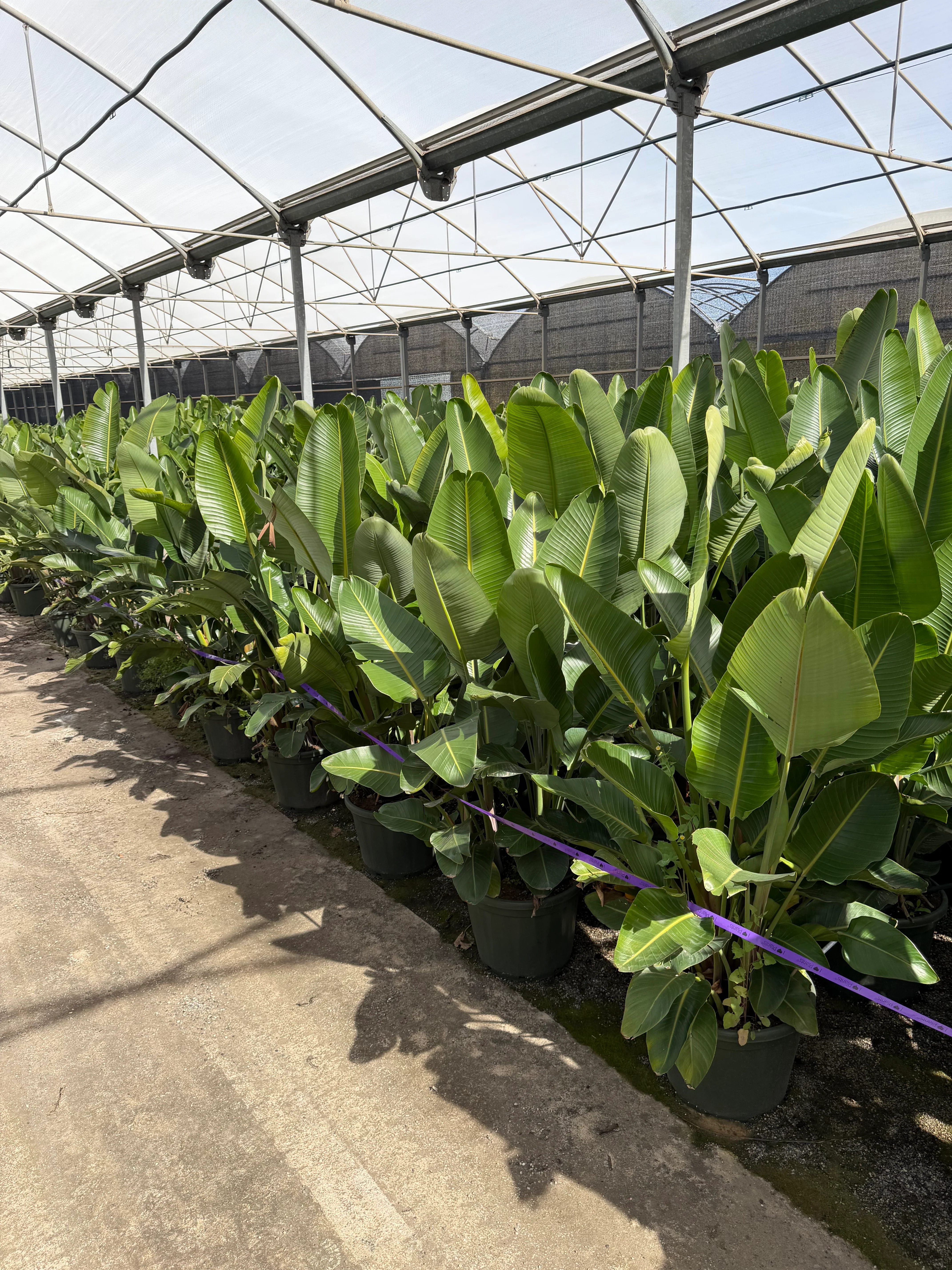 Strelitzia - Image 3