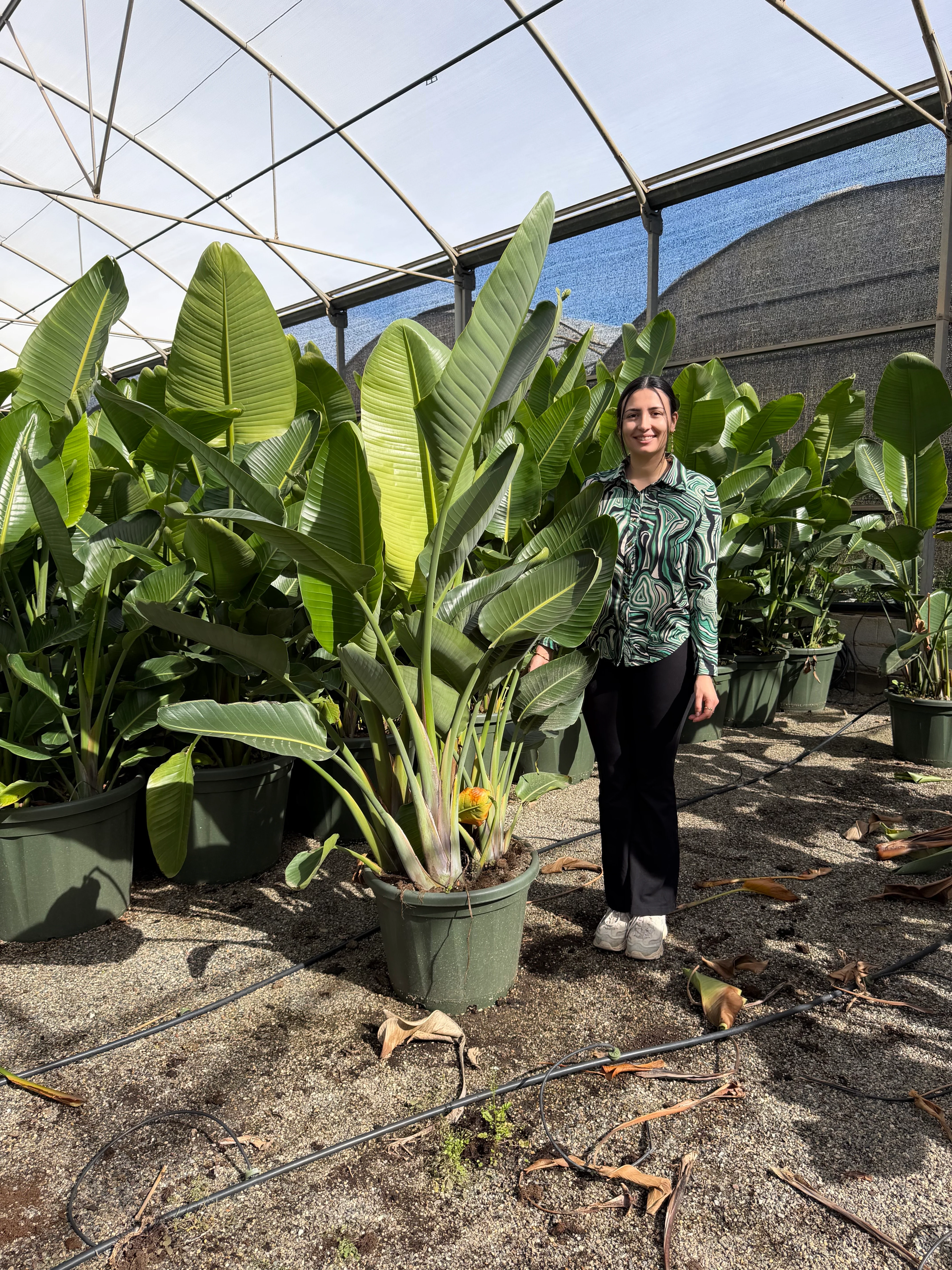 Strelitzia - Image 5