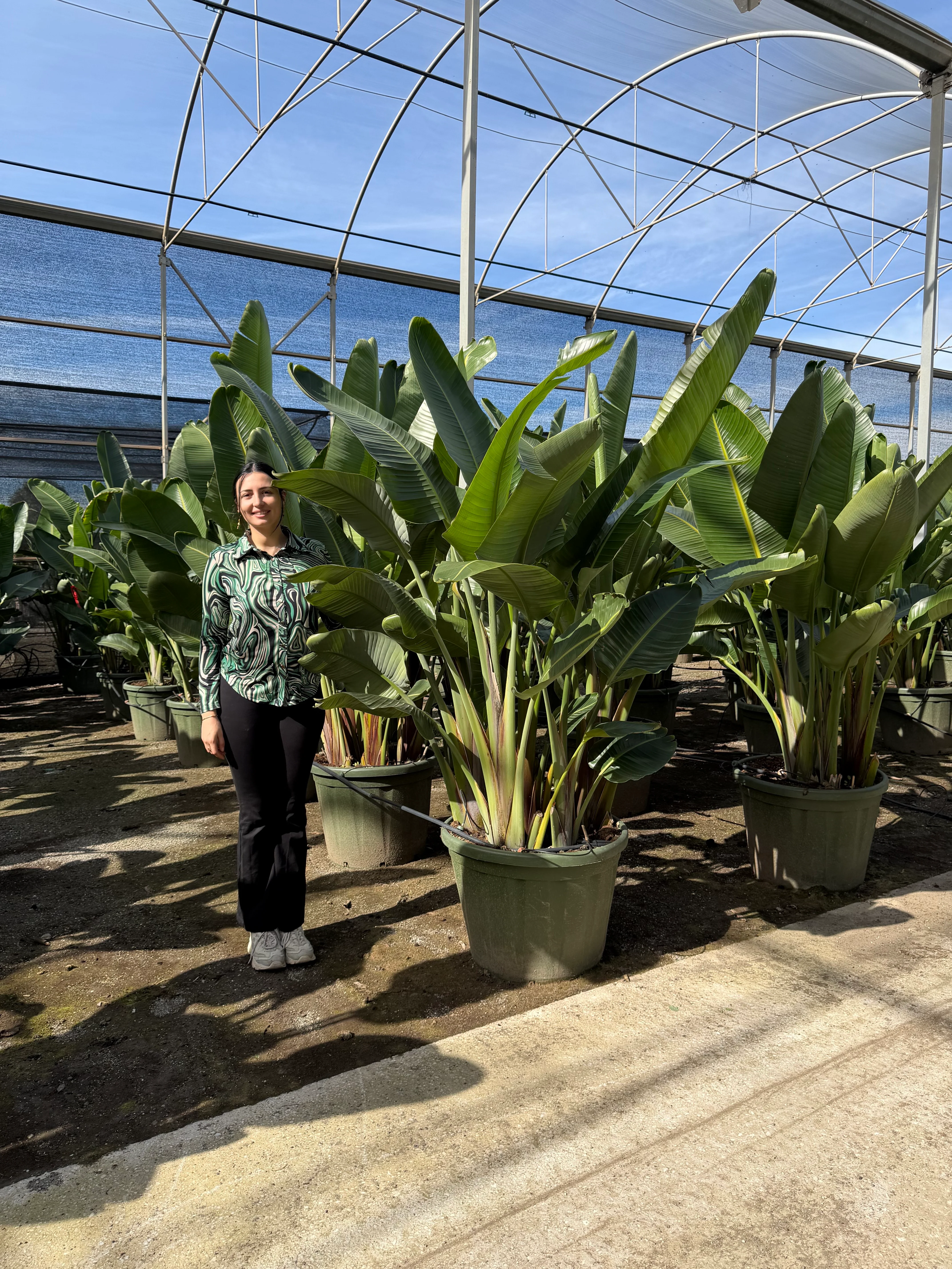 Strelitzia - Image 6