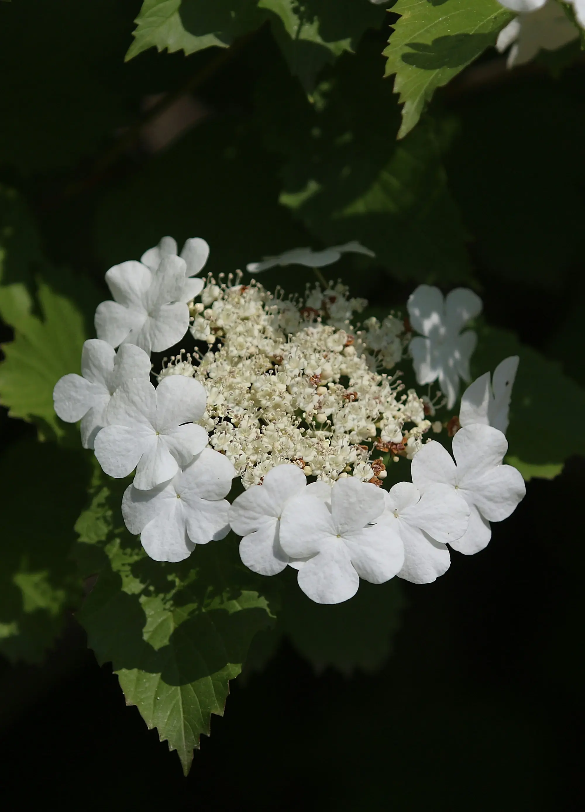 Viorne de Chine (Viburnum Plicatum Shasta) - Image 2